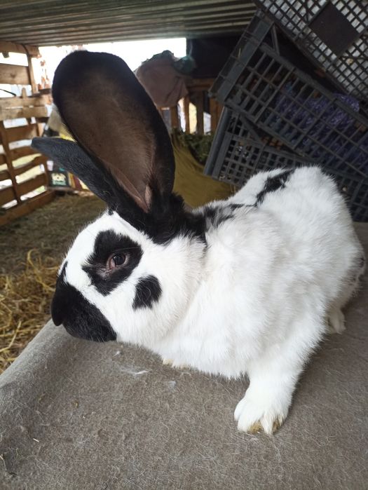 Німецький Строкатий Велетень
