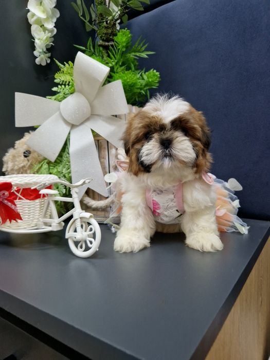 Kochane malusie Shih-tzu miniaturka z legowiskiem I wyprawką