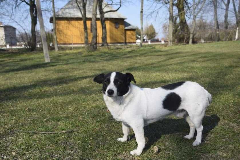 Czesio - nie znajdziesz lepszego przyjaciela niż on!