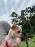 Chihuahua malutki uroczy chłopczyk