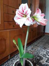 Цветок Амарилис Гиппеаструм (детка)