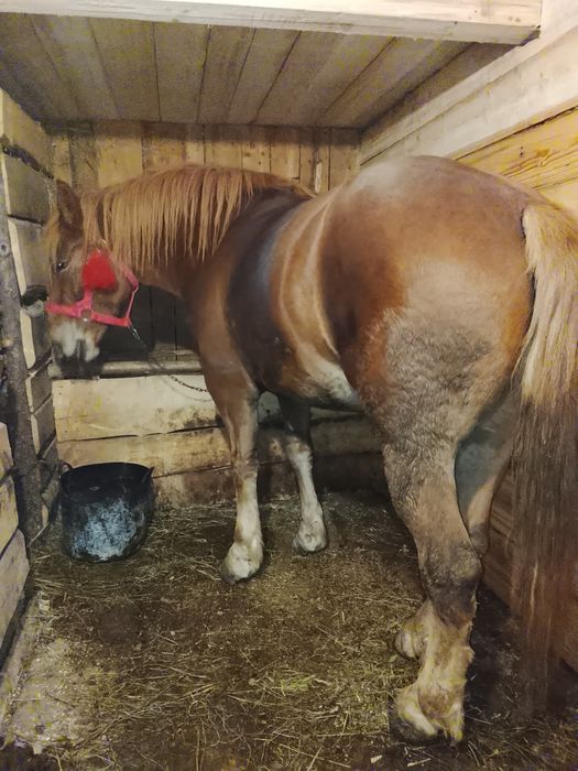 Продам кобилу 5років