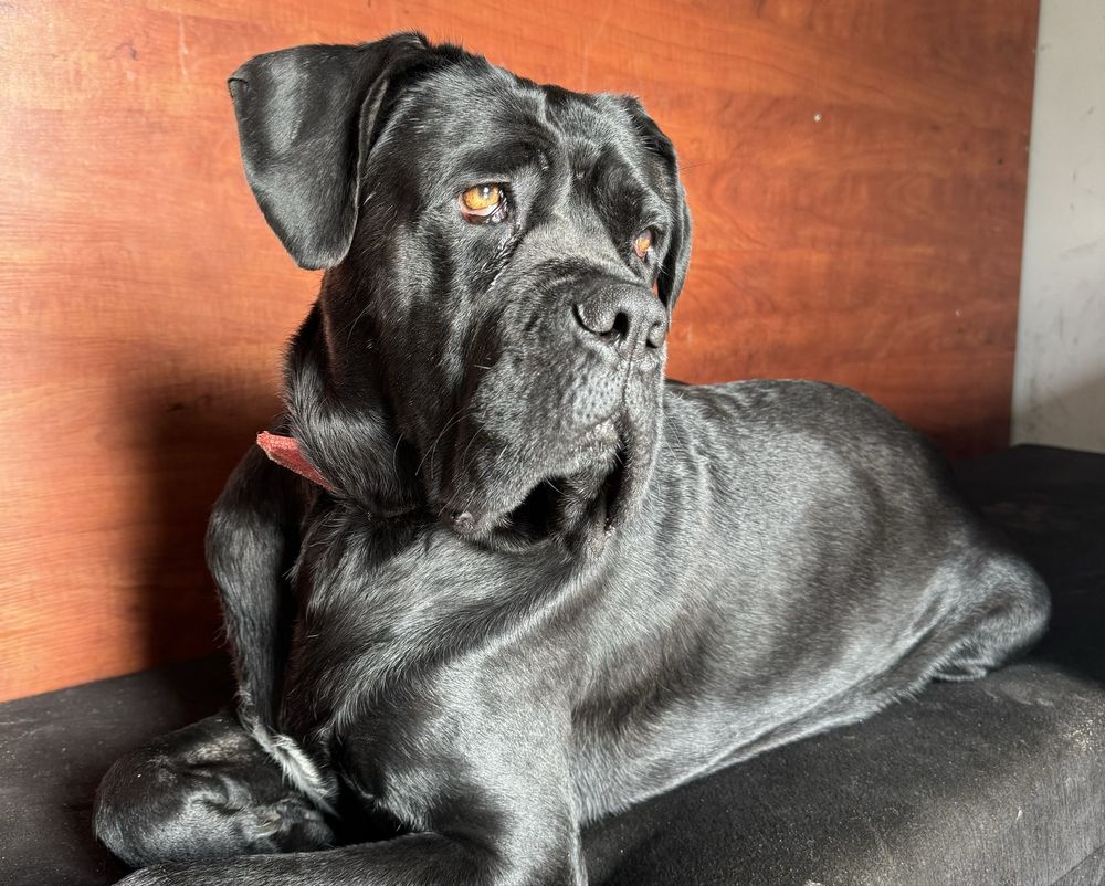 Cane Corso Piękna suczka już do odbioru