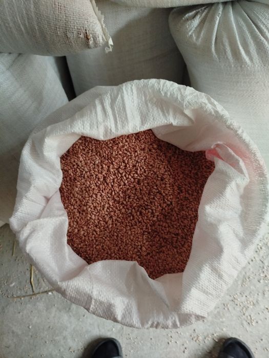 Насіннєва пшениця