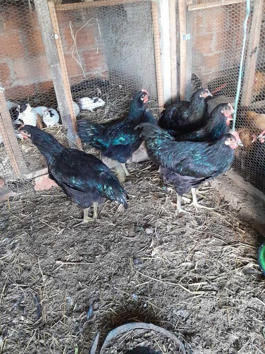frangos jersey e plymouth