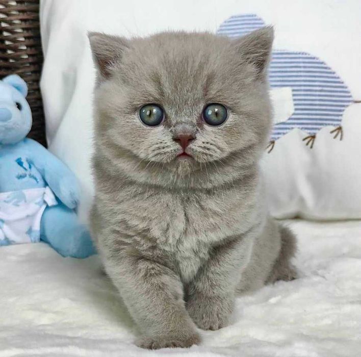 Kocurek Brytyjski liliowy Prawdziwy rodowód FPL, FIFe gotowy na odbiór