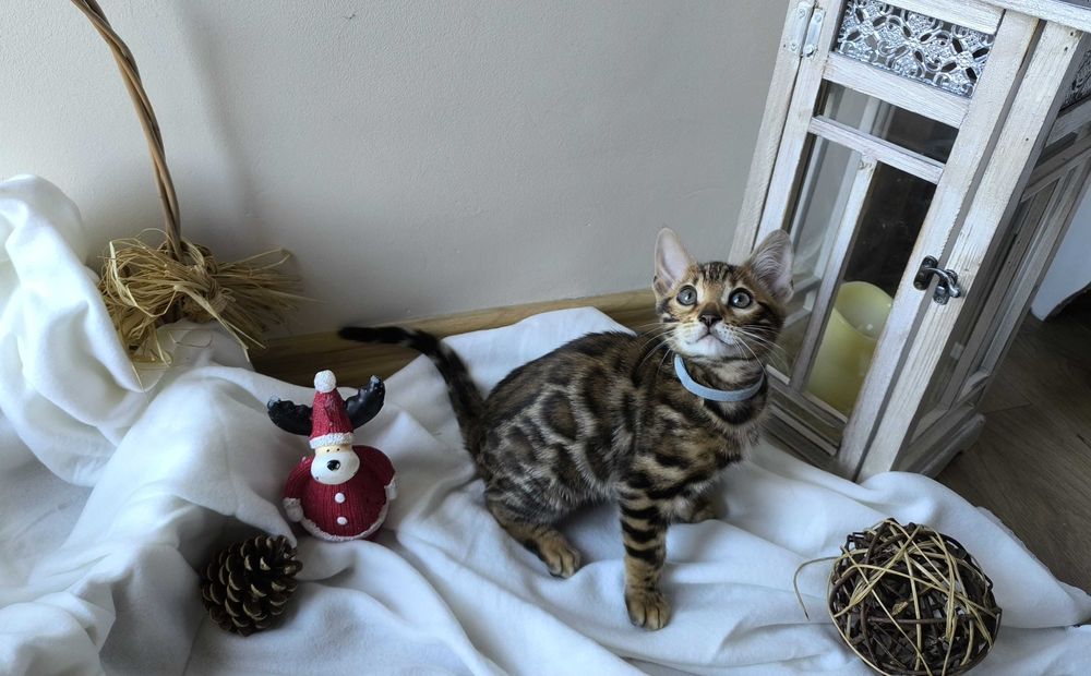 Kotka/Bengalski/Rodowód/FPL/FiFe/Gotowa do odbioru