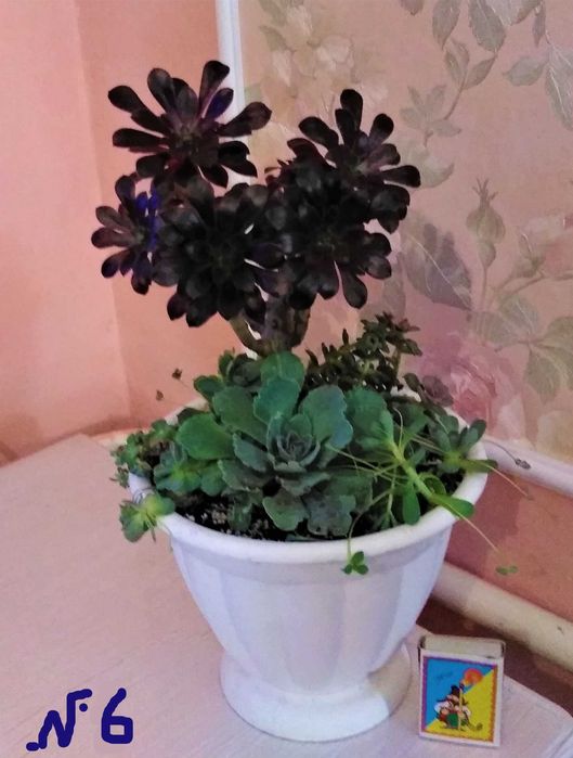эхеверия микс суккулент кактус эпифиллум