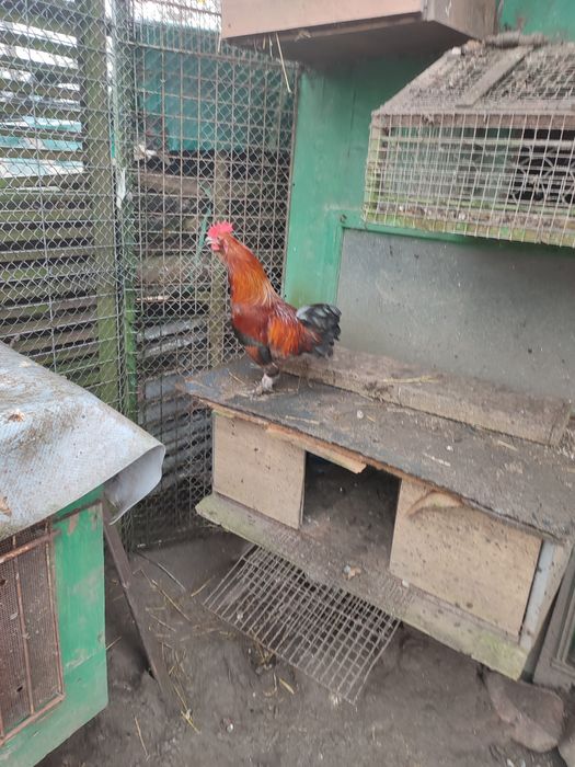 Koguty ozdobne młode