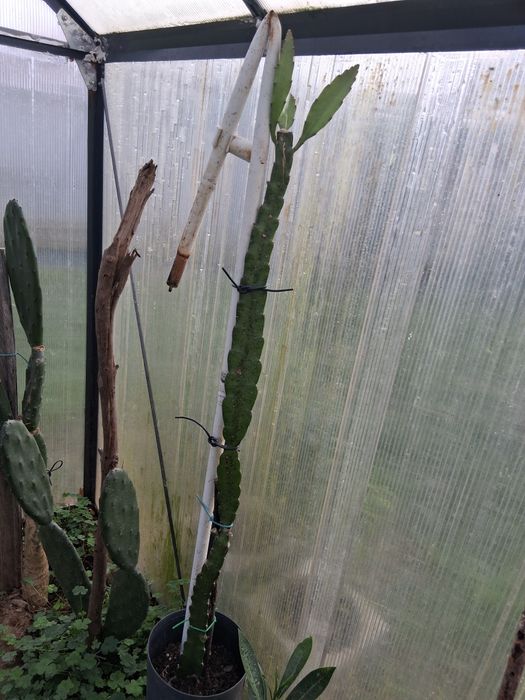 Pitaya vermelha com raiz