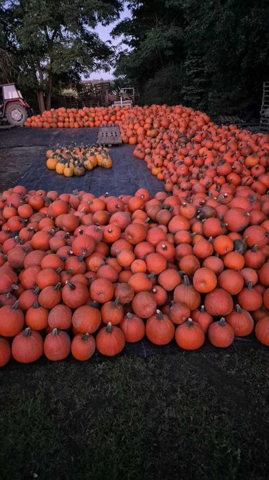 Dynia halloween  -