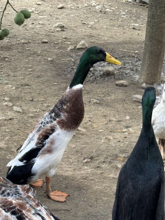 Patos corredores indianos