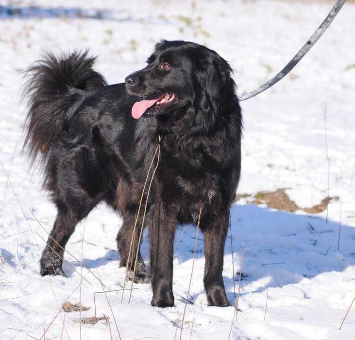 Риана – черная собака-пантера в поисках семьи!
