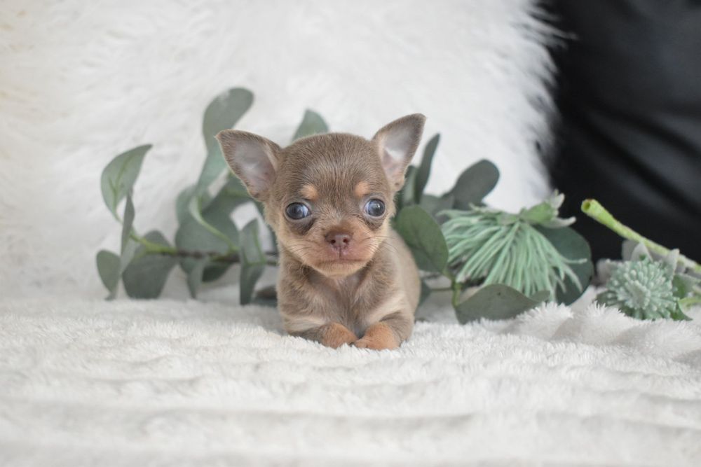 Chihuahua  Super Mini. Menino .Lilac Tan. Cabeça de maçã. Perfeito!