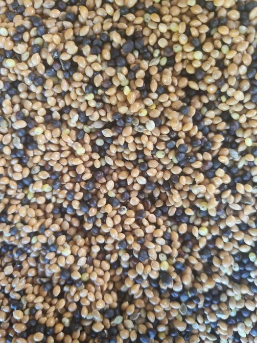 Mix proso z rzepakiem dla ptaków 25 kg