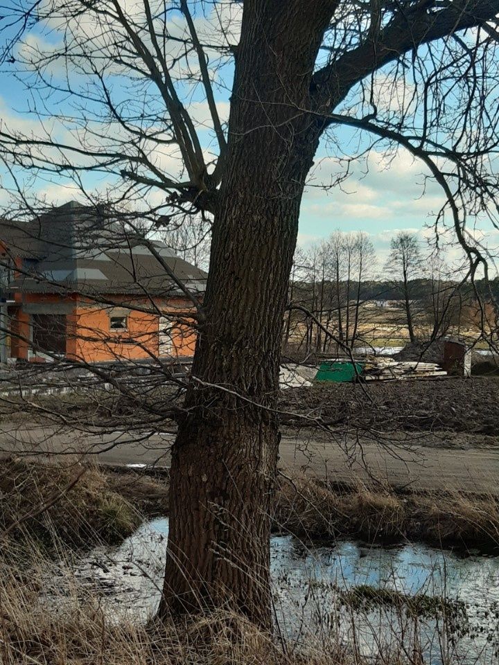 Dąb na pniu  na opał bale
