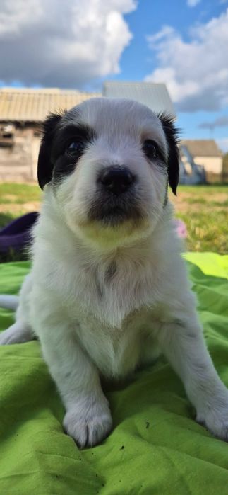 Szczeniaki suczki i psy