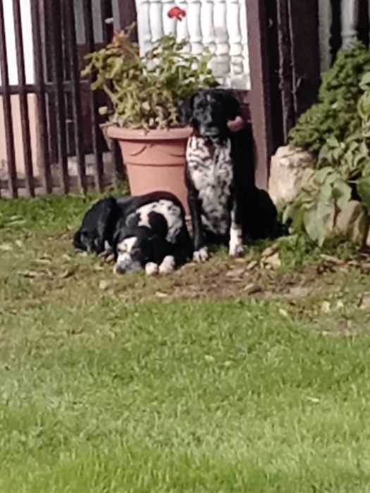 Psy miesszance z dalmatynczykiem