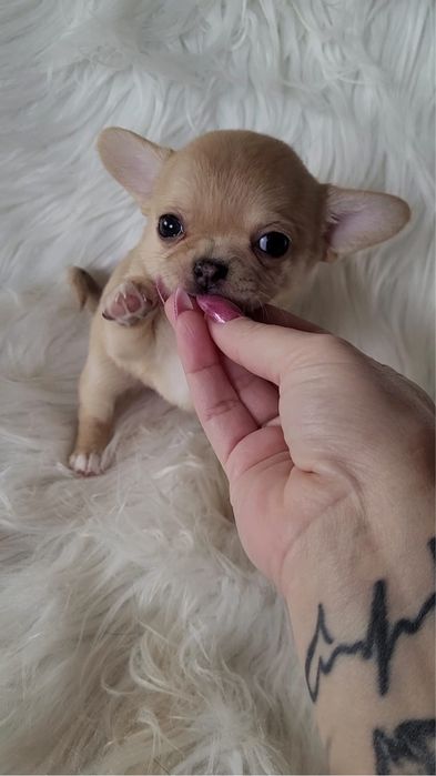 Chihuahua sunia beżowa merle