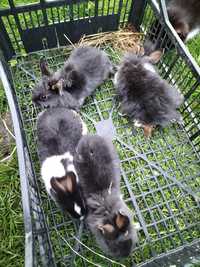 Sprzedam króliki miniaturki