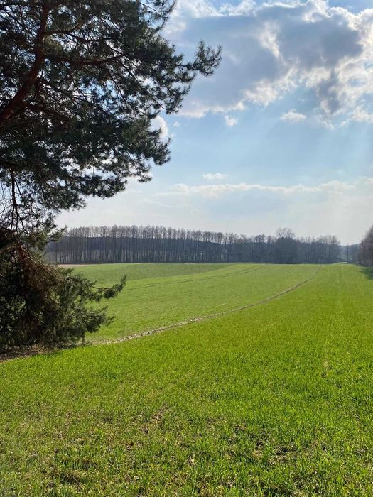 Działka z prywatnym lasem i wydanymi warunkami zabudowy