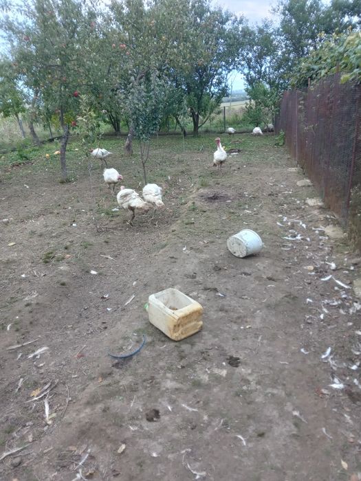 Продаються індики