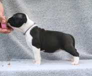 American Staffordshire Terrier Amstaff dziewczynka FCI