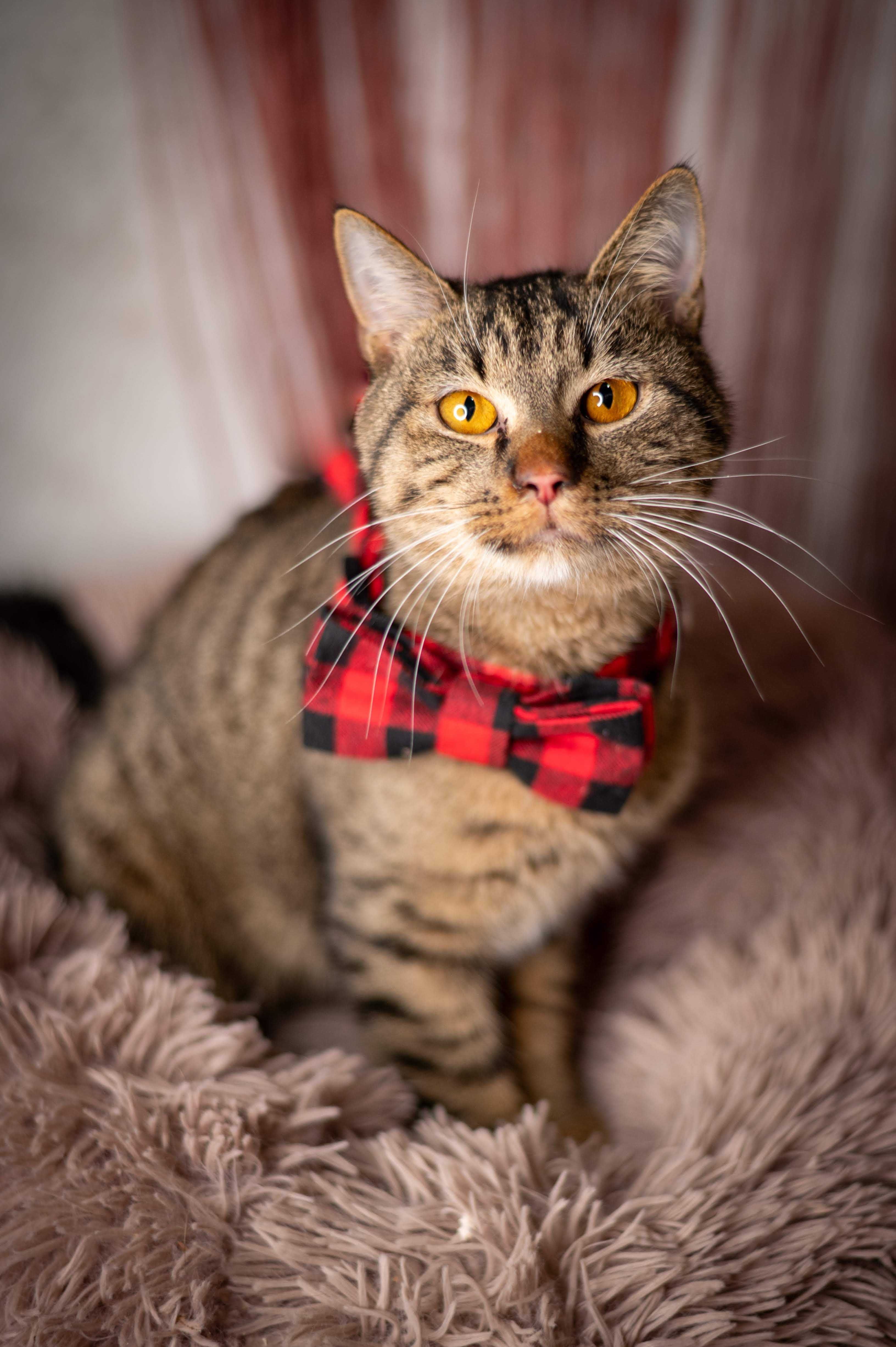 HAWRAN kocur do adopcji