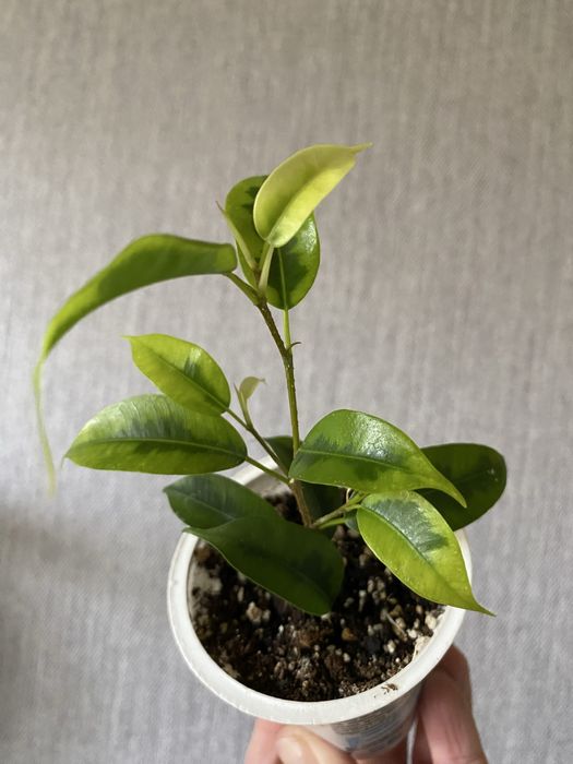 Фікус Наталі варієгатний