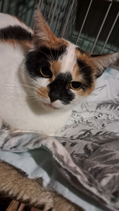 Lusia roczna kicia szuka domu