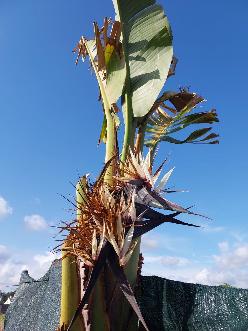 Palmeira Tropical, Estrelicia Nicolai