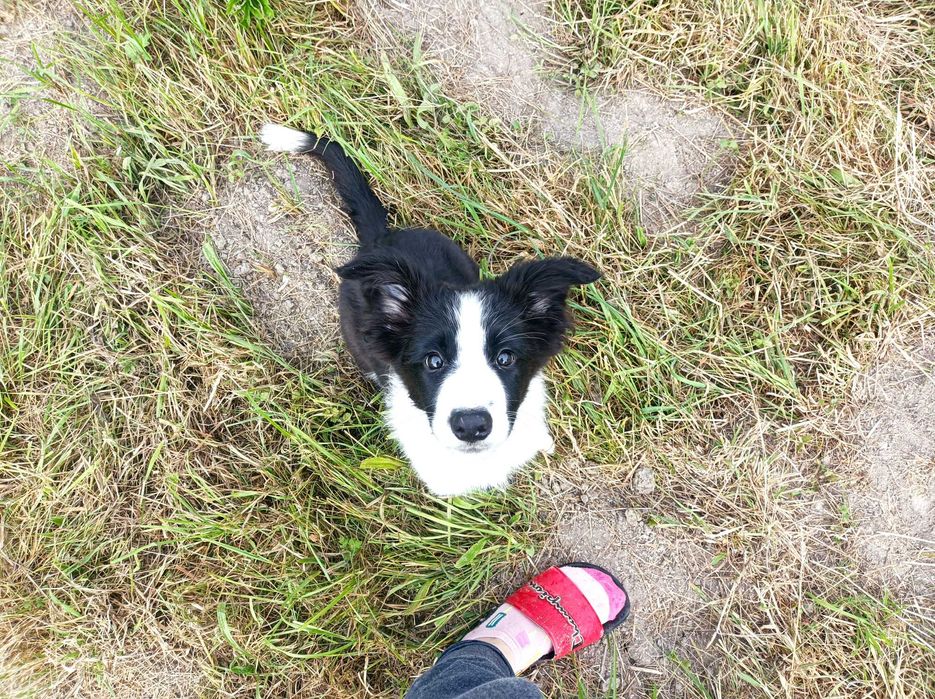 Suczka Border Collie FCI