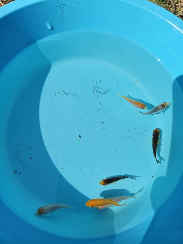 Carpas koi 1.5cm a 3 cm