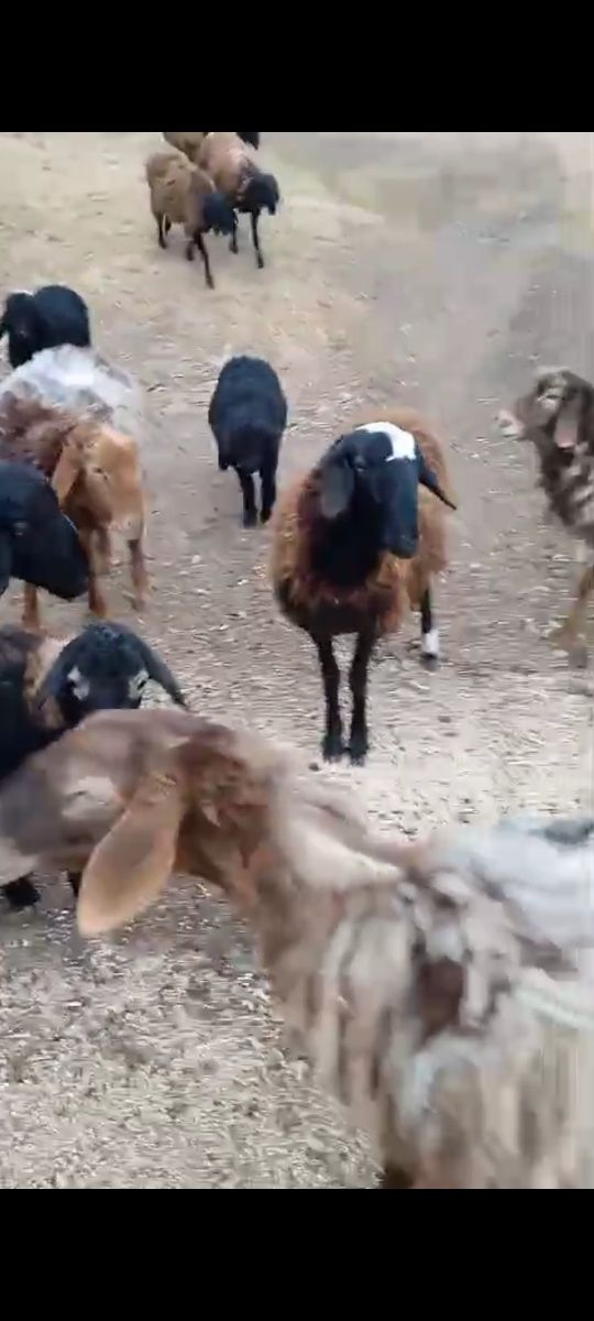 Курдючные овцематки производители