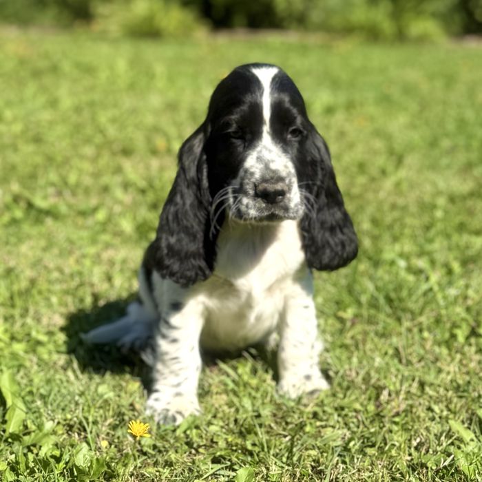 Piesek cocker spaniel angielski szczenię