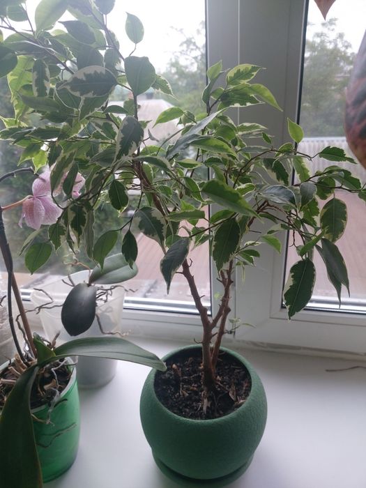 Кімнатні рослини