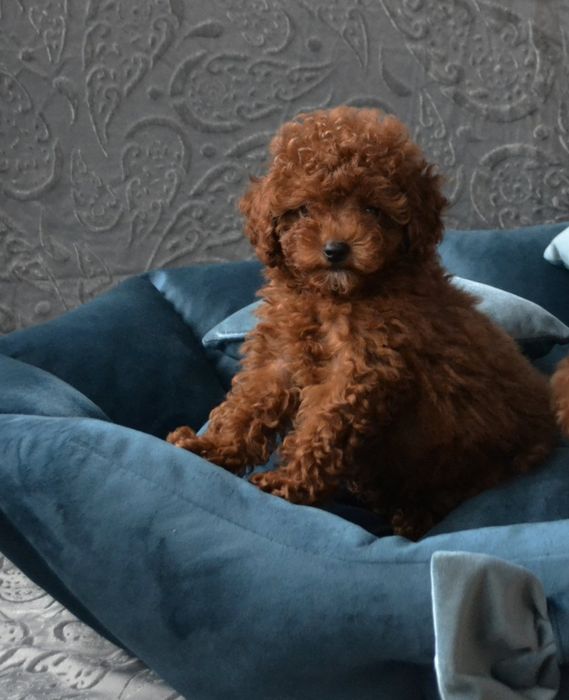 Хлопчик красунчік.   той пудель