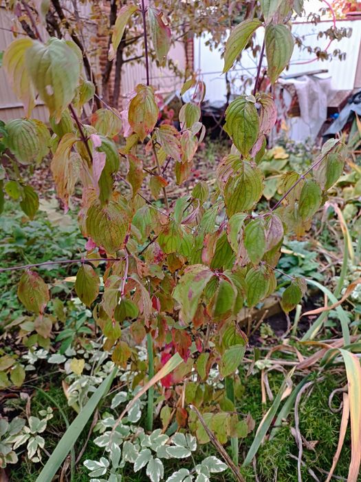 Саджанці кизил кізилу