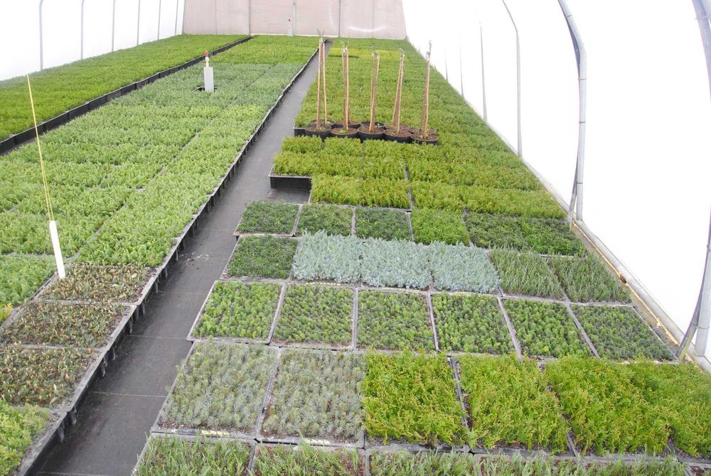 TUJA SZMARAGD THUJA SMARAGD sadzonki 1000szt/1szt - 0,55gr PROMOCJIA!!