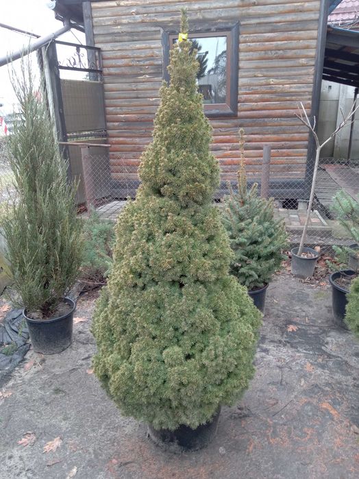Ель Глаука, Сербская, Смерека. от двух до четырех метров.Большой выбор