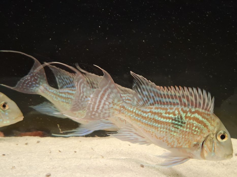 Ziemiojad sveni 6 sztuk