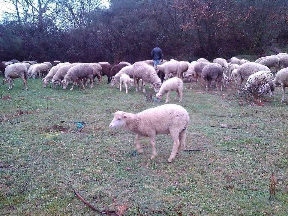 Rebanho ovelhas e filhos