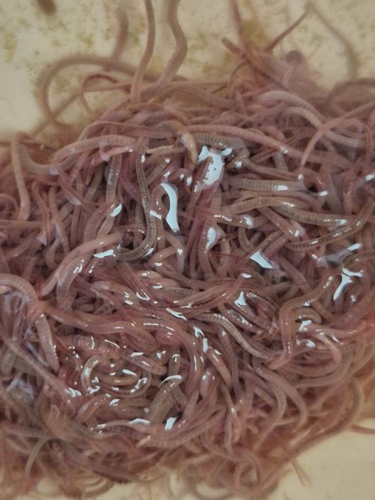 Tubifex rurecznik izraelski