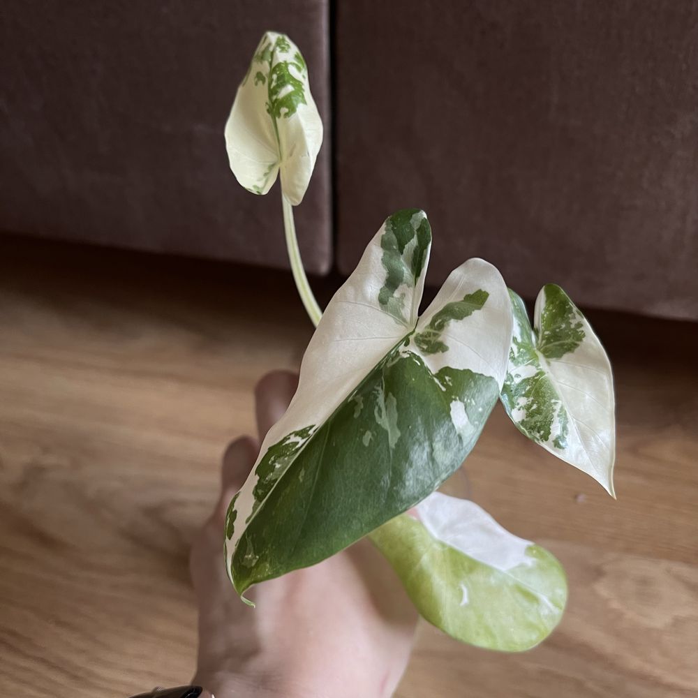 Alokazja macrorrhiza variegata