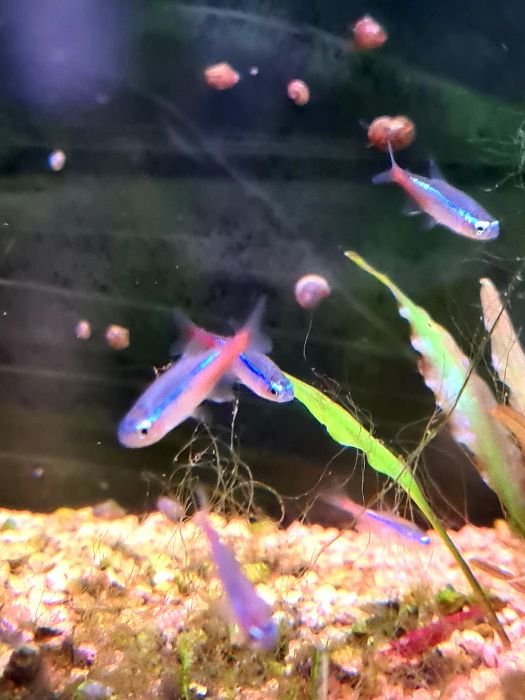 Neon Innesa rybka