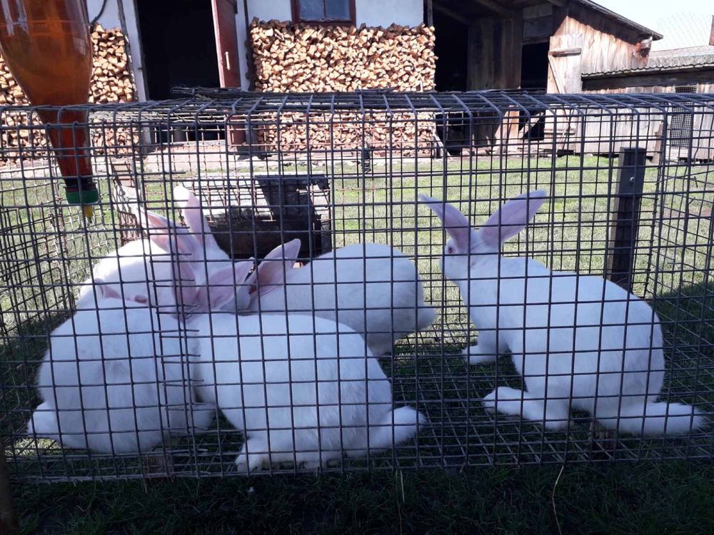 Кролі, кролики порода термонська біла