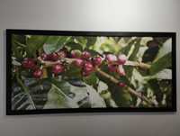 Obraz na płótnie - owoce kawowca