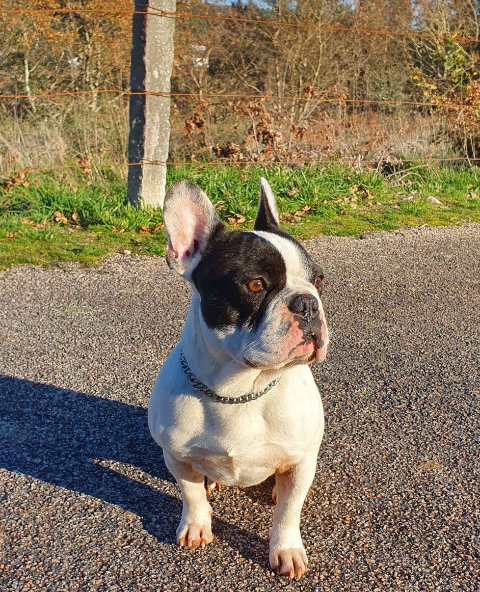 Bulldog francês para montas