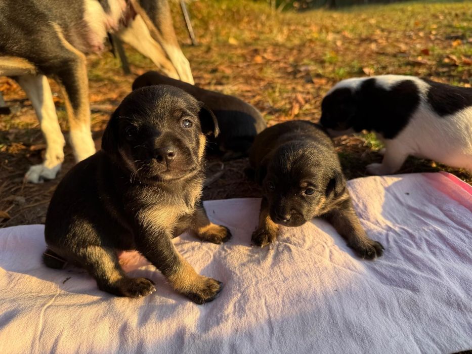 Podwójne szczęście na święta - dwa szczeniaczki szukają domu