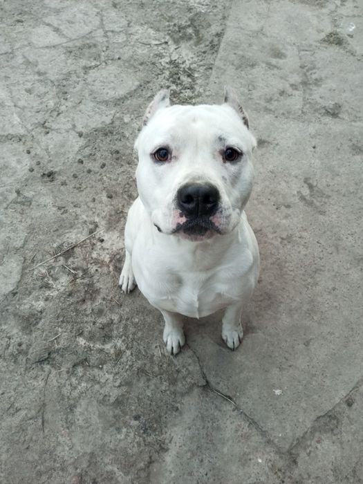 В'язка Амстаф  Золотоноша